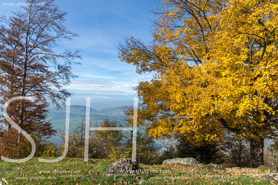 Landscape with Yellow tree near mount Rigi, Alps, Switzerland