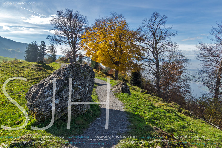 Amazing Landscape with Yellow tree near mount Rigi, Alps, Switzerland