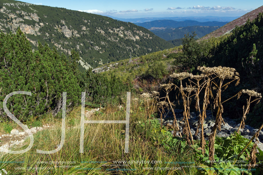 Bushes and stones in Rila Mountain, Bulgaria