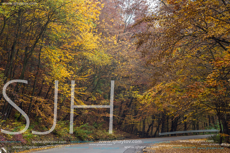 Road and Autumn trees, Vitosha Mountain, Sofia City Region, Bulgaria