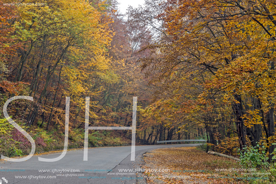 Yellow leafs of Autumn trees, Vitosha Mountain, Sofia City Region, Bulgaria