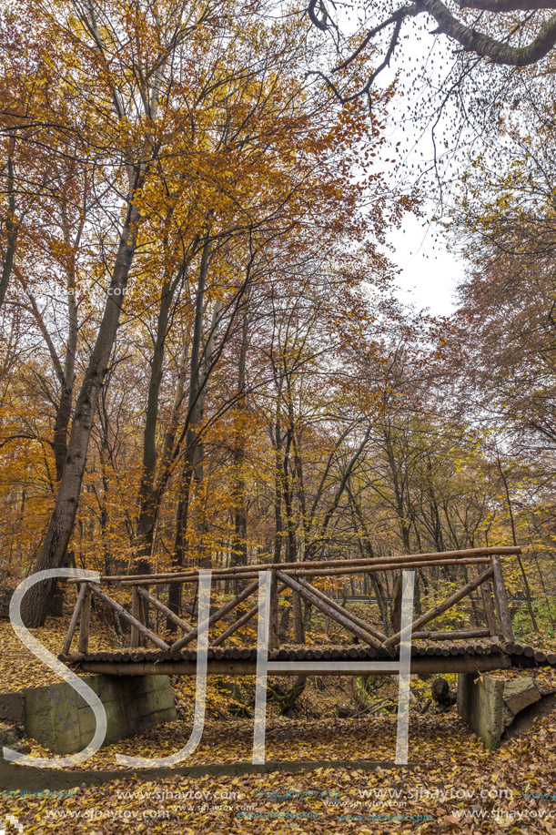 wooden Bridge and Autumn trees, Vitosha Mountain, Sofia City Region, Bulgaria