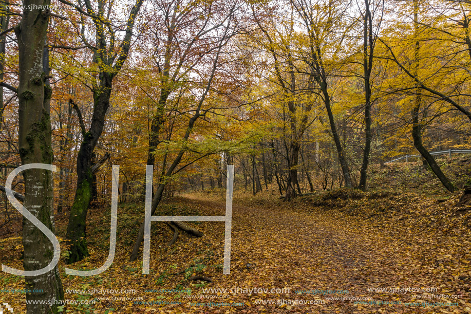 Mountain path and Autumn trees, Vitosha Mountain, Sofia City Region, Bulgaria