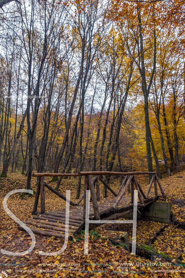 Amazing landscape with wooden Bridge and Autumn trees, Vitosha Mountain, Sofia City Region, Bulgaria