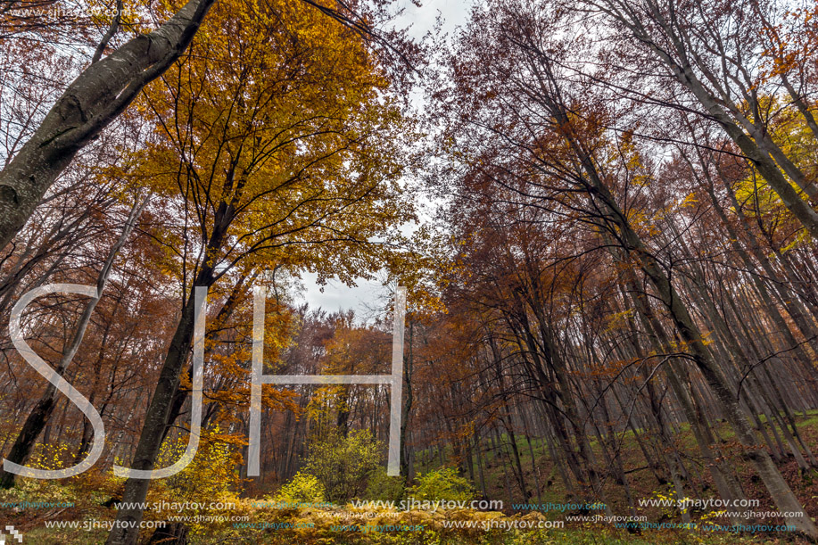 Yellow leafs of beech, Vitosha Mountain, Sofia City Region, Bulgaria