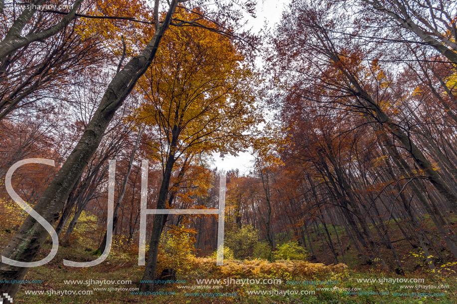 Autumn landscape with Yellow leafs of beech, Vitosha Mountain, Sofia City Region, Bulgaria