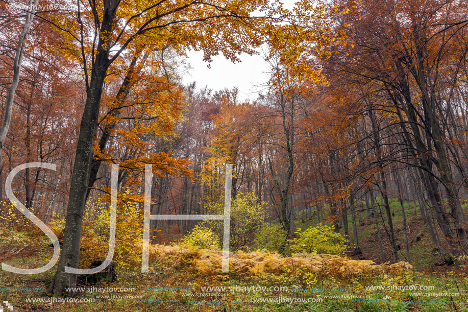 Amazing landscape with Yellow leafs of beech, Vitosha Mountain, Sofia City Region, Bulgaria