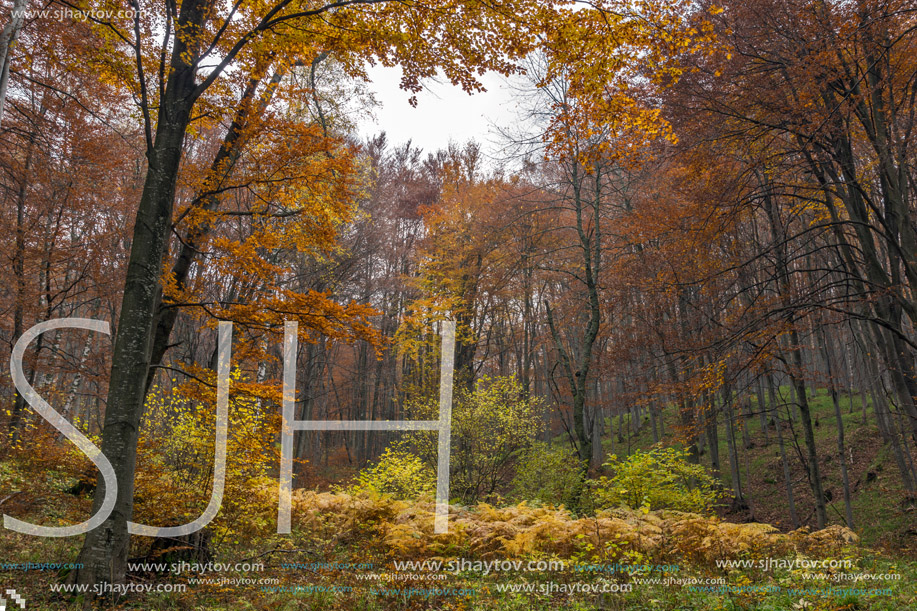 Panorama with Yellow leafs of beech, Vitosha Mountain, Sofia City Region, Bulgaria