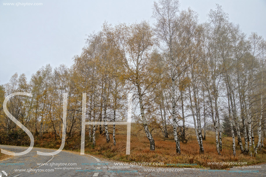 Mountain road and yellow leafs of Birch, Vitosha Mountain, Sofia City Region, Bulgaria