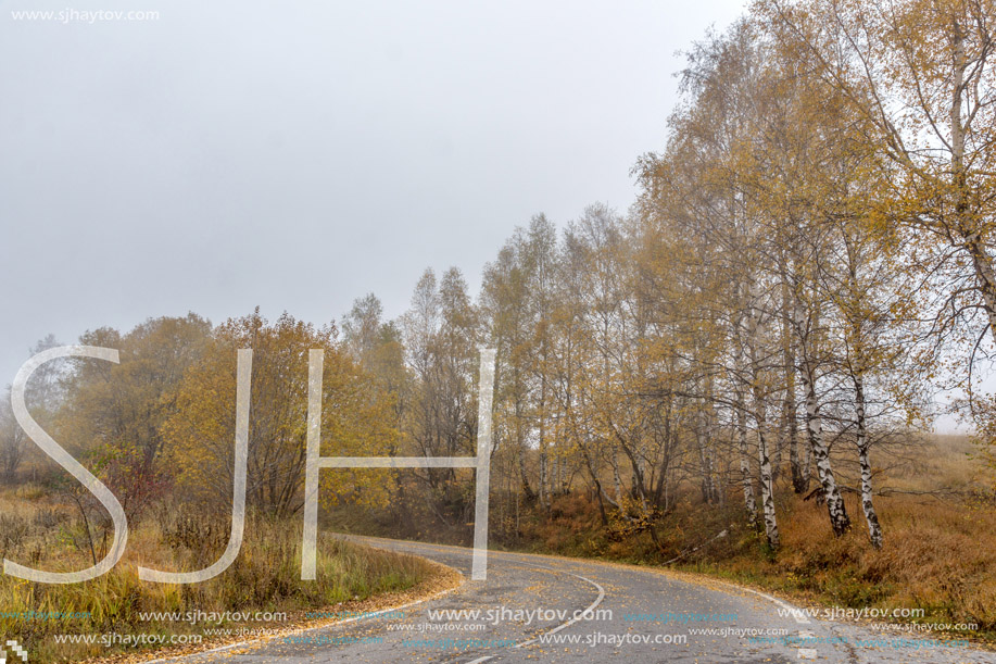 Autumn landscape with road and yellow leafs of Birch, Vitosha Mountain, Sofia City Region, Bulgaria