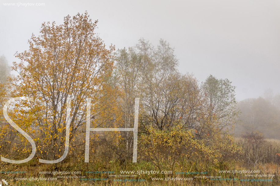 Autumn landscape of forest, Vitosha Mountain, Sofia City Region, Bulgaria