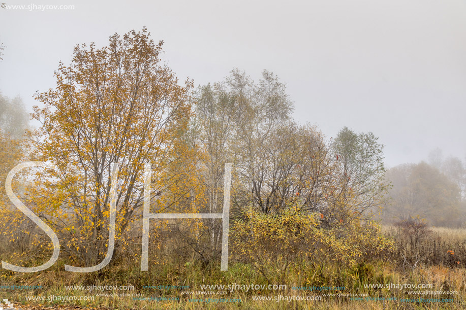 Autumn landscape of forest with fog, Vitosha Mountain, Sofia City Region, Bulgaria