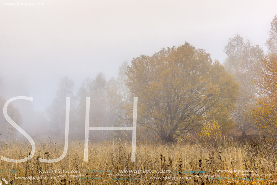 Fog over autumn forest, Vitosha Mountain, Sofia City Region, Bulgaria