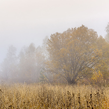 Fog over autumn forest, Vitosha Mountain, Sofia City Region, Bulgaria