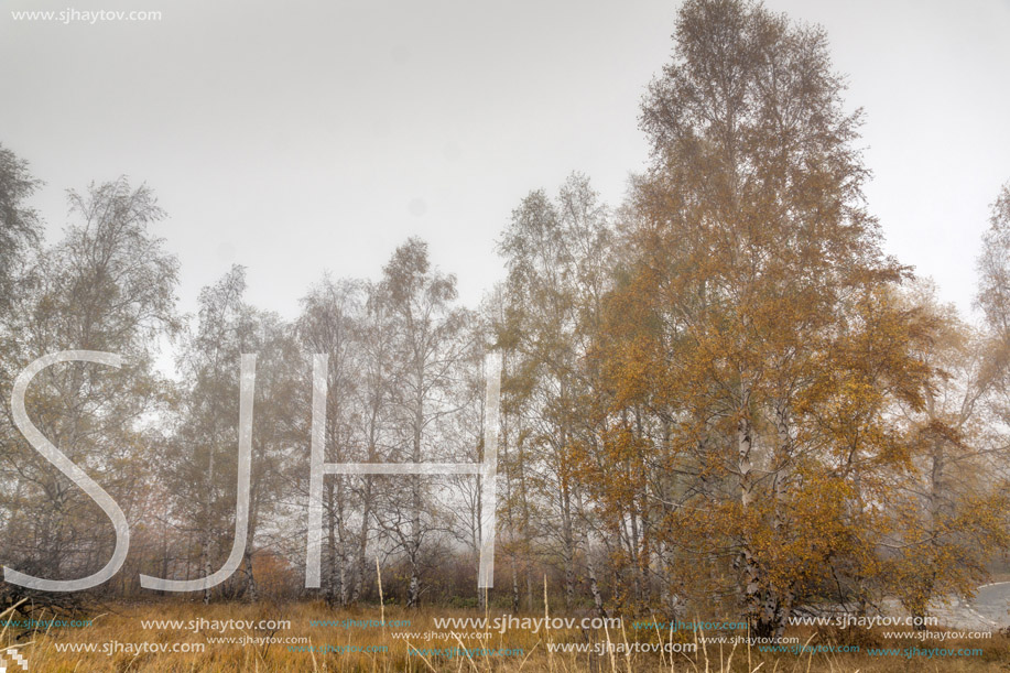 Yellow tree and fog,  Vitosha Mountain, Sofia City Region, Bulgaria