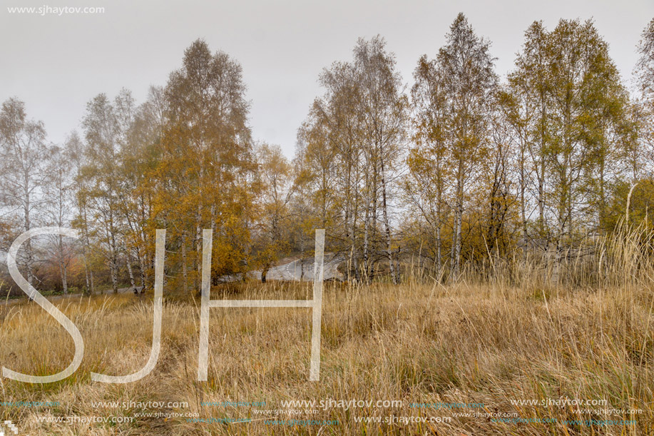 Autumn view with Yellow tree and fog,  Vitosha Mountain, Sofia City Region, Bulgaria