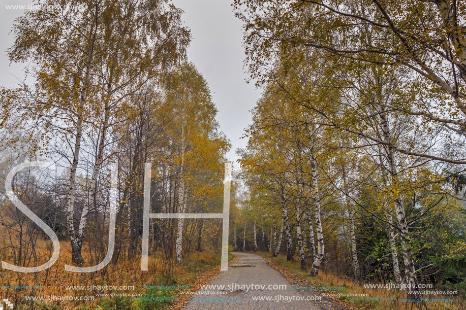 Landscape with birches along the way, Vitosha Mountain, Sofia City Region, Bulgaria