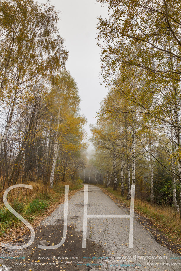 Autumn Landscape with birches along the way, Vitosha Mountain, Sofia City Region, Bulgaria