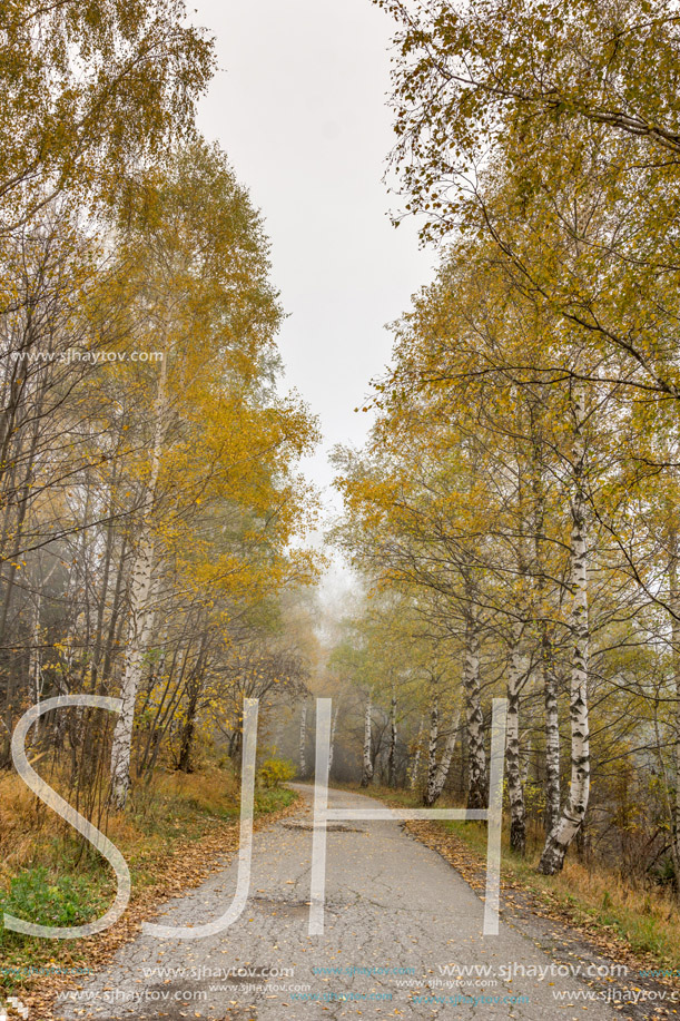 Autumn view with birches along the way, Vitosha Mountain, Sofia City Region, Bulgaria