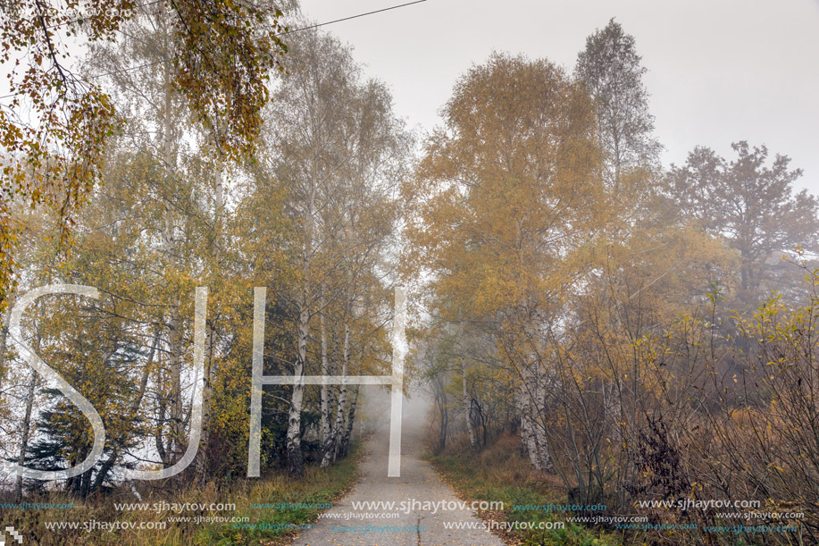 Amazing Autumn view with birches along the way, Vitosha Mountain, Sofia City Region, Bulgaria