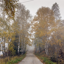 Amazing Autumn view with birches along the way, Vitosha Mountain, Sofia City Region, Bulgaria