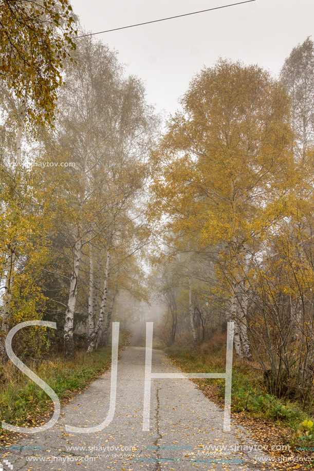 Amazing Autumn panorama with birches along the way, Vitosha Mountain, Sofia City Region, Bulgaria