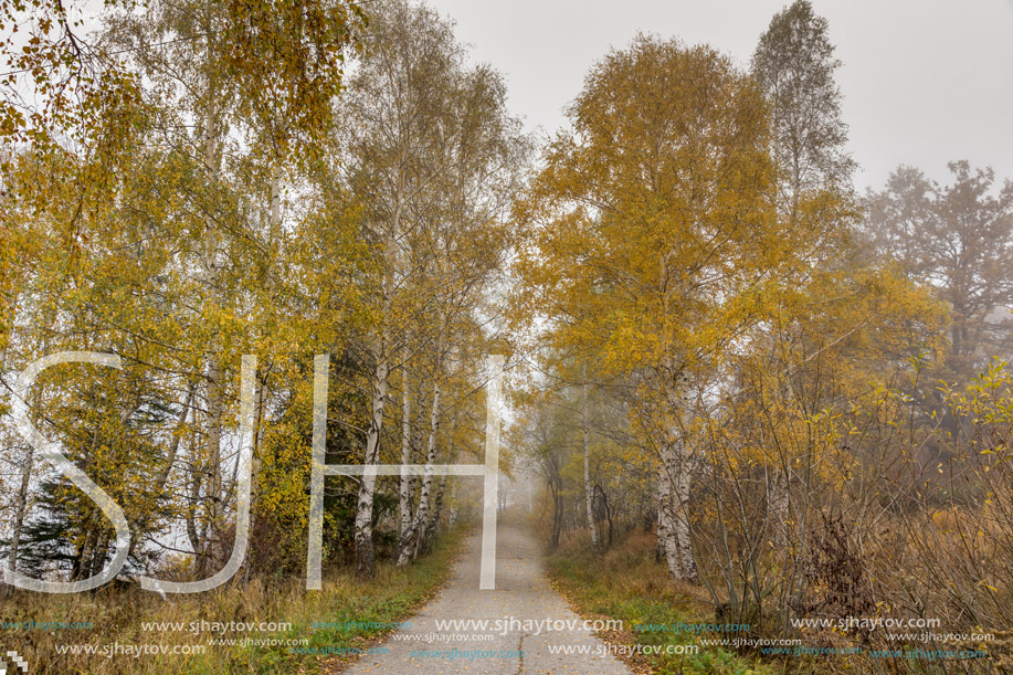 Amazing Autumn view with birches along the way, Vitosha Mountain, Sofia City Region, Bulgaria