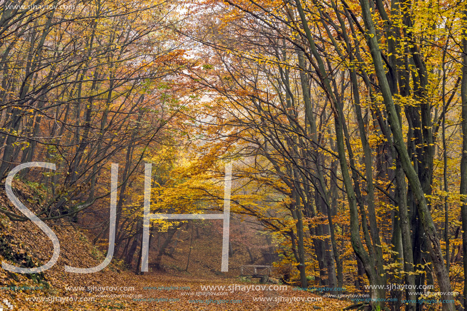 Autumn view of mountain foodpath, Vitosha Mountain, Sofia City Region, Bulgaria