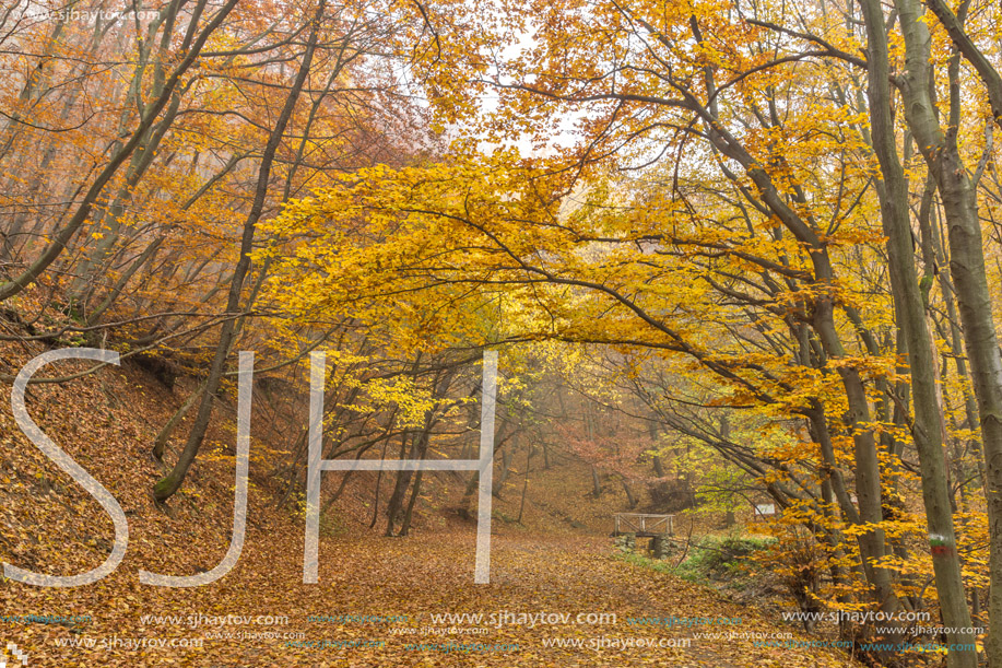Autumn view of mountain foodpath and wooden bridge, Vitosha Mountain, Sofia City Region, Bulgaria