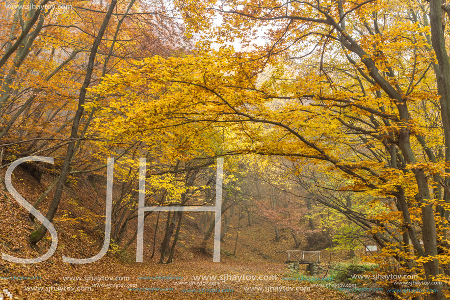 Autumn Landscape of mountain foodpath, Vitosha Mountain, Sofia City Region, Bulgaria