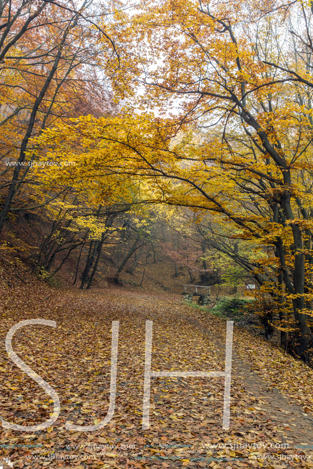 Amazing Autumn Landscape of mountain foodpath, Vitosha Mountain, Sofia City Region, Bulgaria