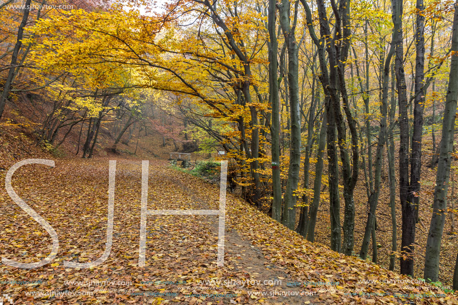 Amazing Autumn panorama of mountain foodpath, Vitosha Mountain, Sofia City Region, Bulgaria