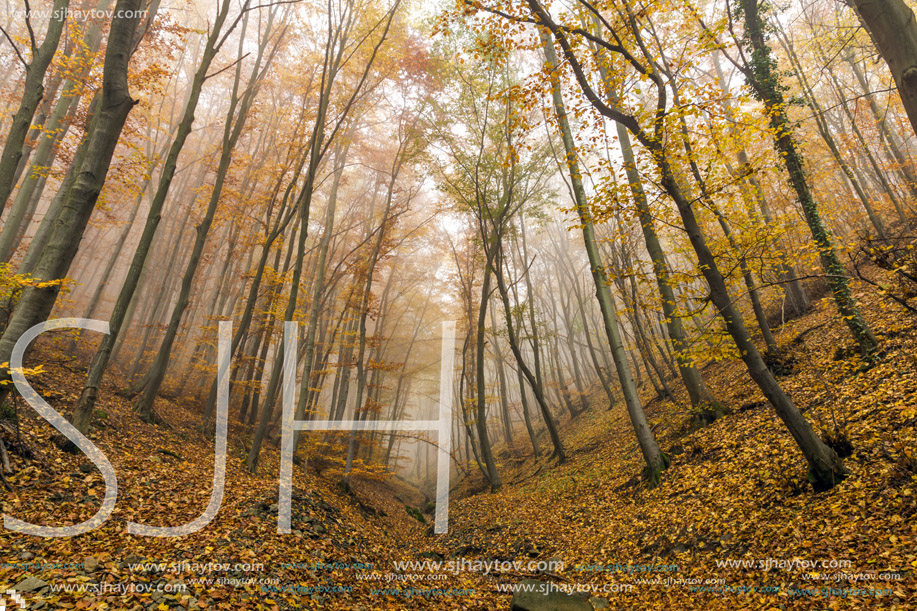 Fog in the yellow forest, Vitosha Mountain, Sofia City Region, Bulgaria