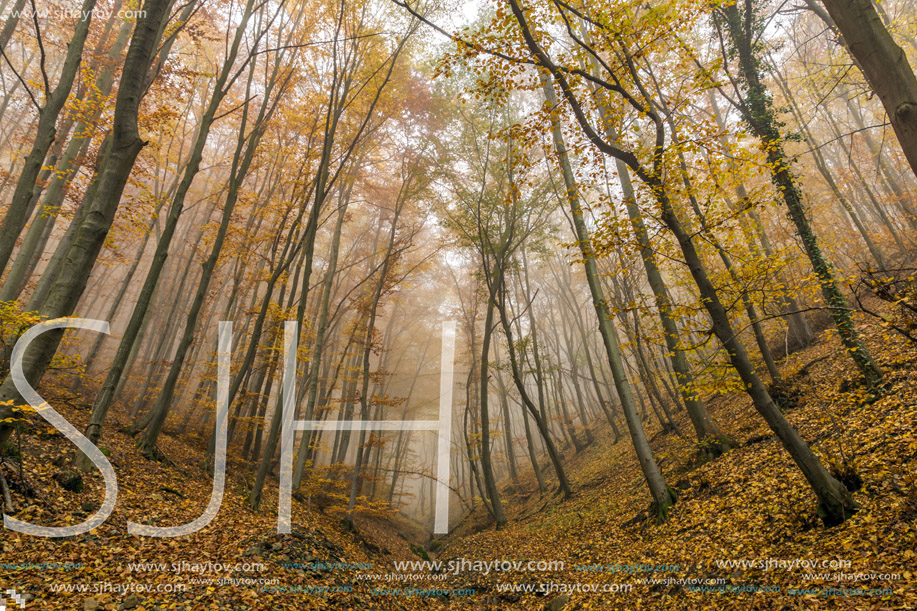 Amazing Autumn landscape with Fog in the yellow forest, Vitosha Mountain, Sofia City Region, Bulgaria