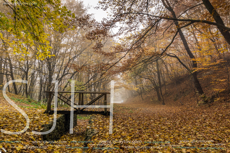 Autumn landscape with Fog in the yellow forest and wooden bridge, Vitosha Mountain, Sofia City Region, Bulgaria