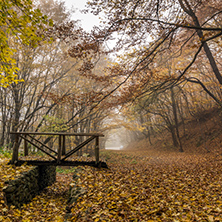 Autumn landscape with Fog in the yellow forest and wooden bridge, Vitosha Mountain, Sofia City Region, Bulgaria