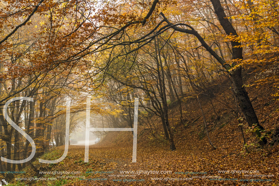 Autumn landscape with Fog in the yellow forest, Vitosha Mountain, Sofia City Region, Bulgaria