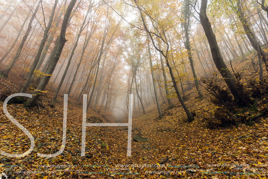 Autumn panorama with Fog in the yellow forest, Vitosha Mountain, Sofia City Region, Bulgaria