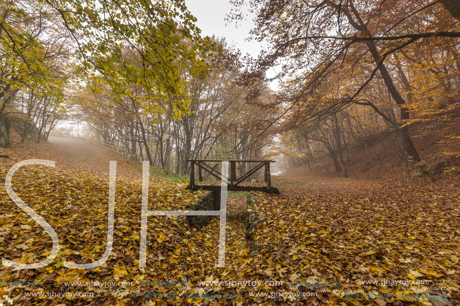 Landscape with Fog in the yellow forest and wooden bridge, Vitosha Mountain, Sofia City Region, Bulgaria