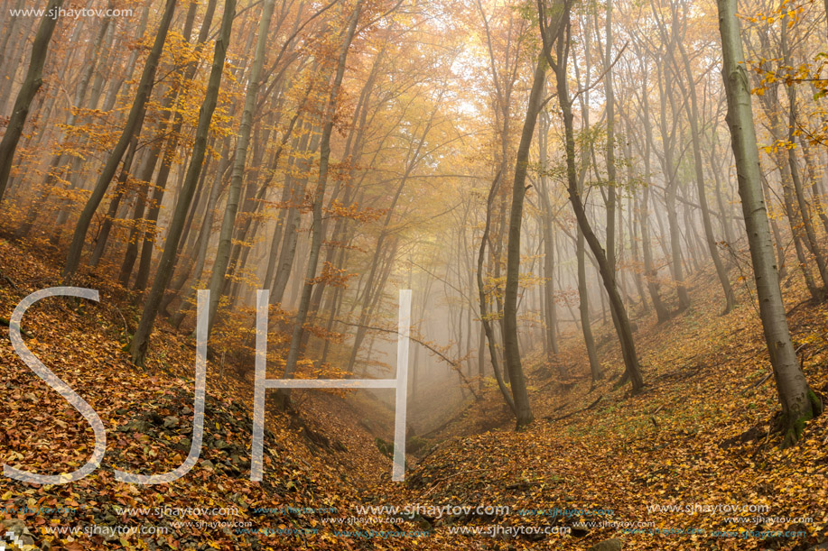 Amazing Autumn view with Fog in the yellow forest, Vitosha Mountain, Sofia City Region, Bulgaria