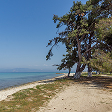 Trees on the Beach of Ormos Prinou, Thassos island, East Macedonia and Thrace, Greece