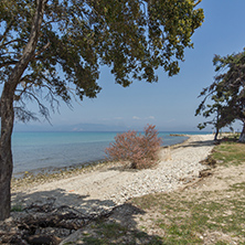 Trees on the Beach of Ormos Prinou, Thassos island, East Macedonia and Thrace, Greece