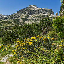 Amazing view with Dzhangal peak and Spring flowers in Pirin Mountain, Bulgaria