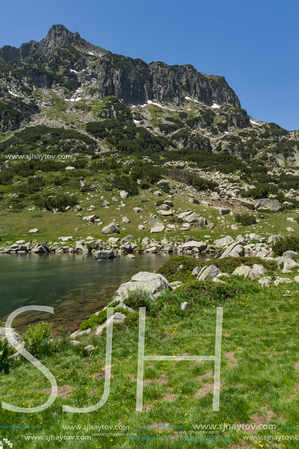 Landscape with Yellow Flowers and Dzhangal peak, Pirin Mountain, Bulgaria