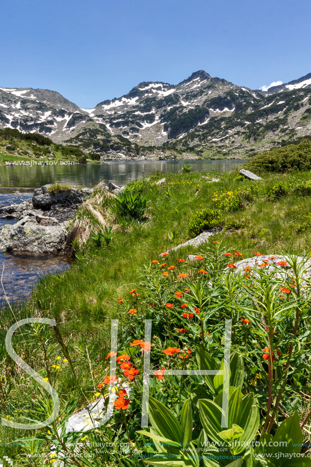 Red flowers, Demirkapiyski chukar and Dzhano peaks, Popovo lake, Pirin Mountain, Bulgaria