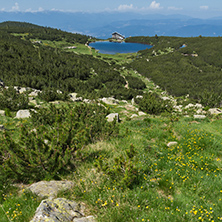Landscape with Yellow flowers and Bezbog lake, Pirin Mountain, Bulgaria