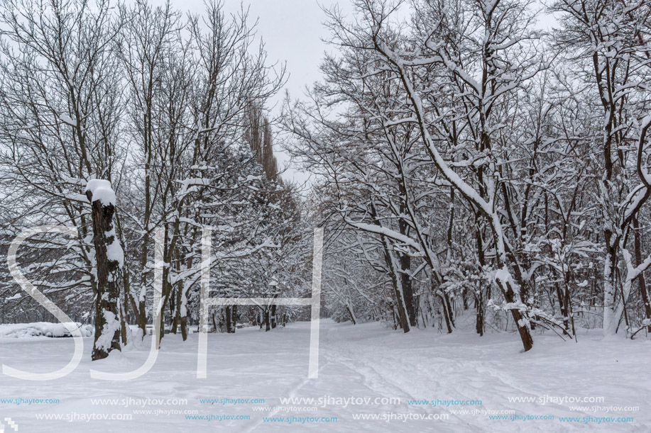 Winter Landscape with snow covered trees in South Park in city of Sofia, Bulgaria
