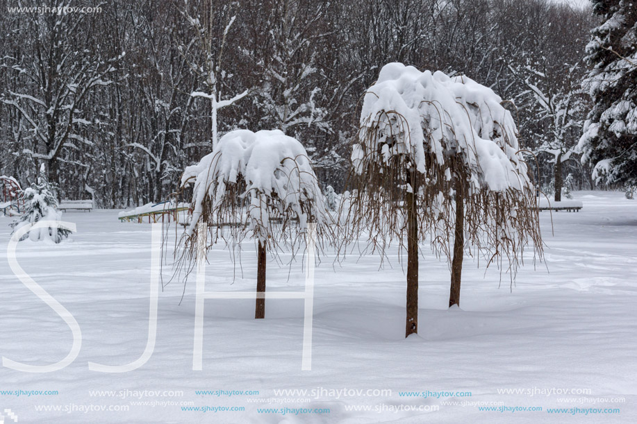 Winter Landscape with snow covered trees in South Park in city of Sofia, Bulgaria
