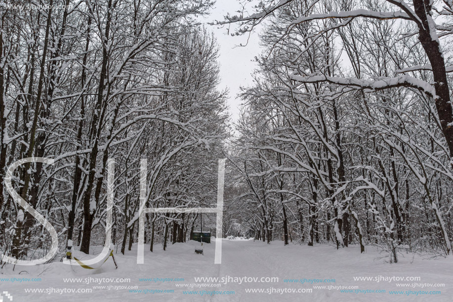 Winter Landscape with snow covered trees in South Park in city of Sofia, Bulgaria
