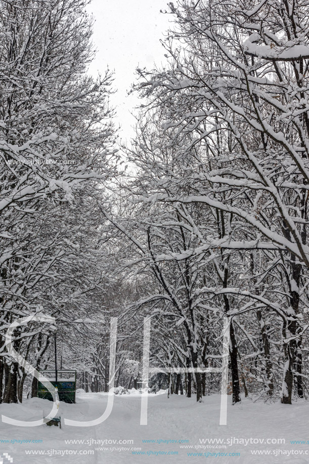 Winter Landscape with snow covered trees in South Park in city of Sofia, Bulgaria